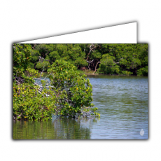 Grußkarte | Mangroven